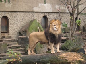 Lion_Artis_Zoo